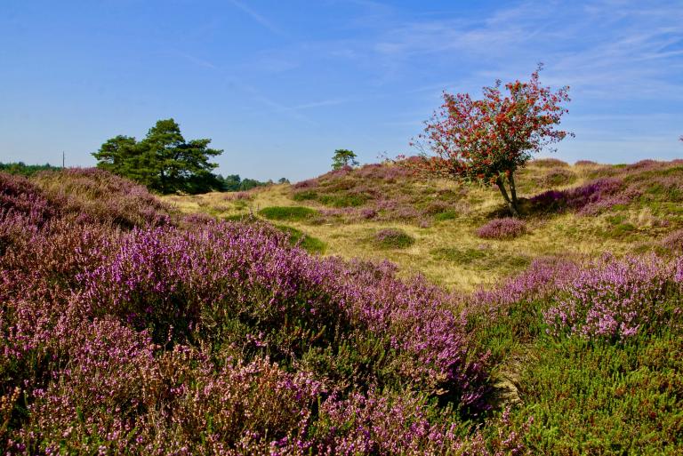 Drents heideland